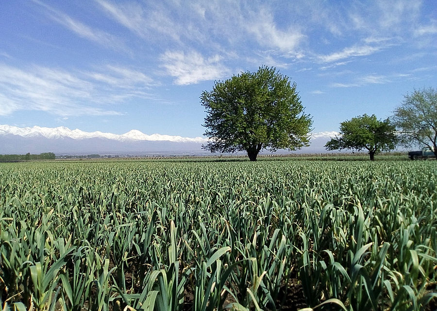 Argentina garlic field