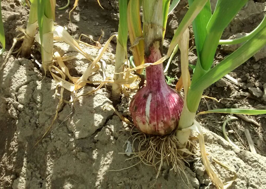Garlic prepared for export from Argentina