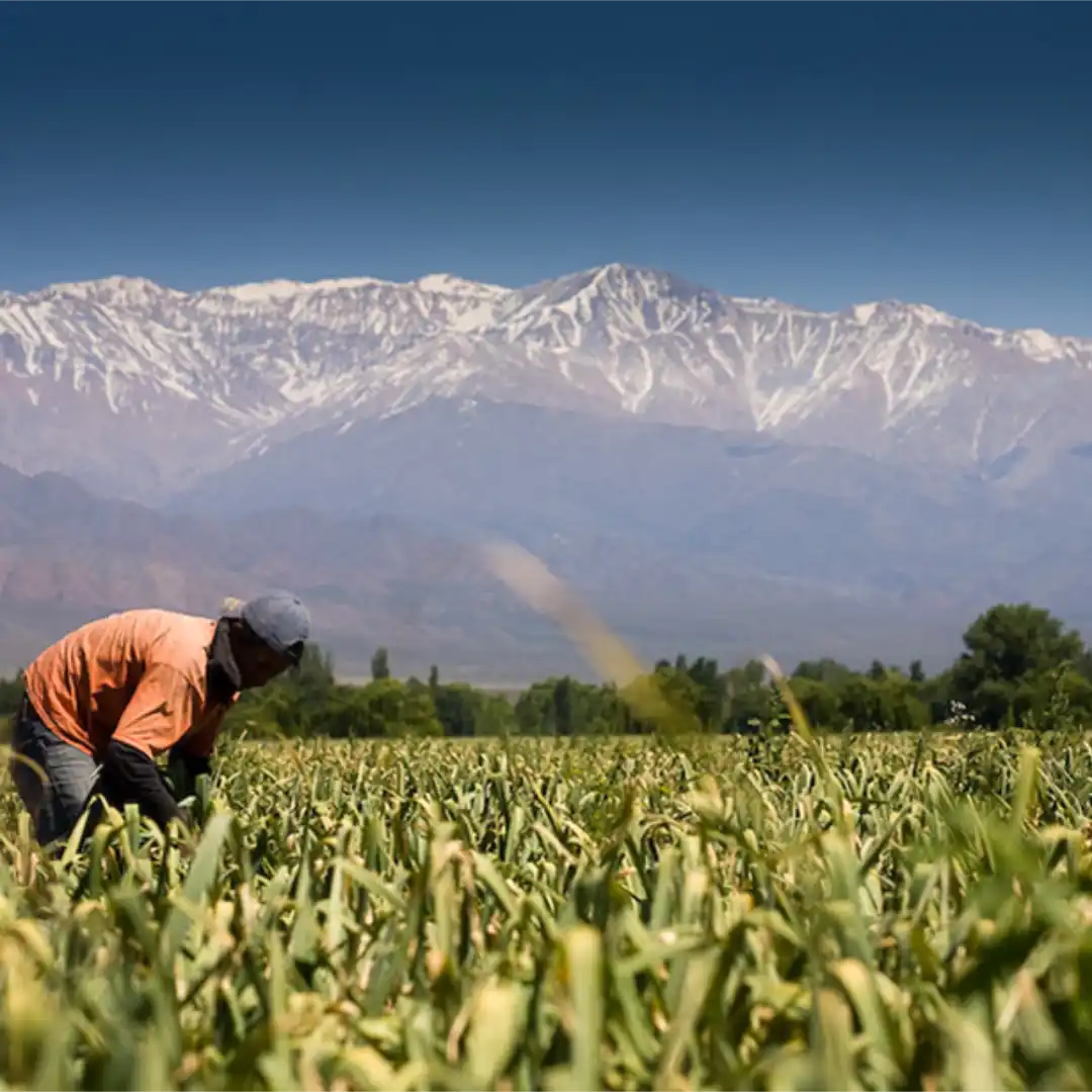 Garlic fields in Argentina with mountains in the distance