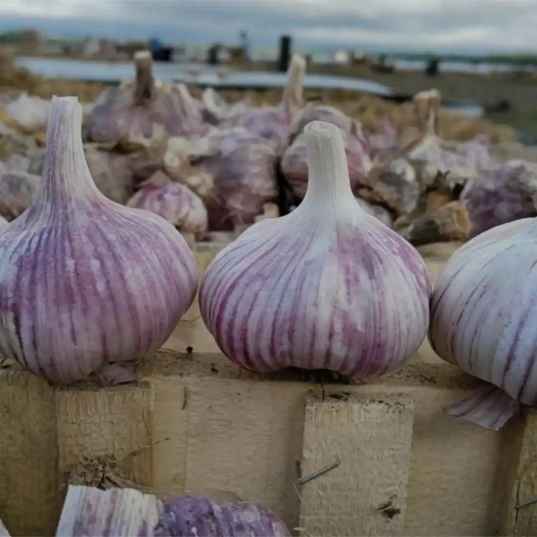 Close view of Argentine garlic prepared for product review
