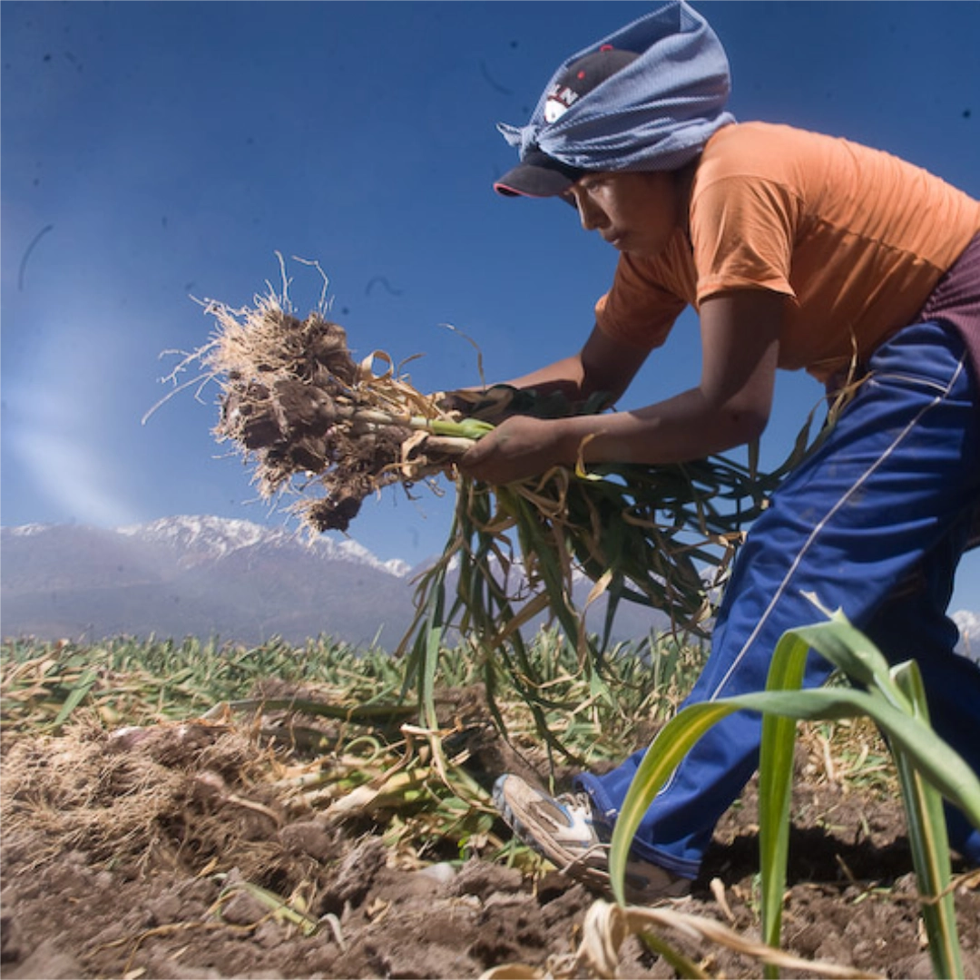 Garlic harvest