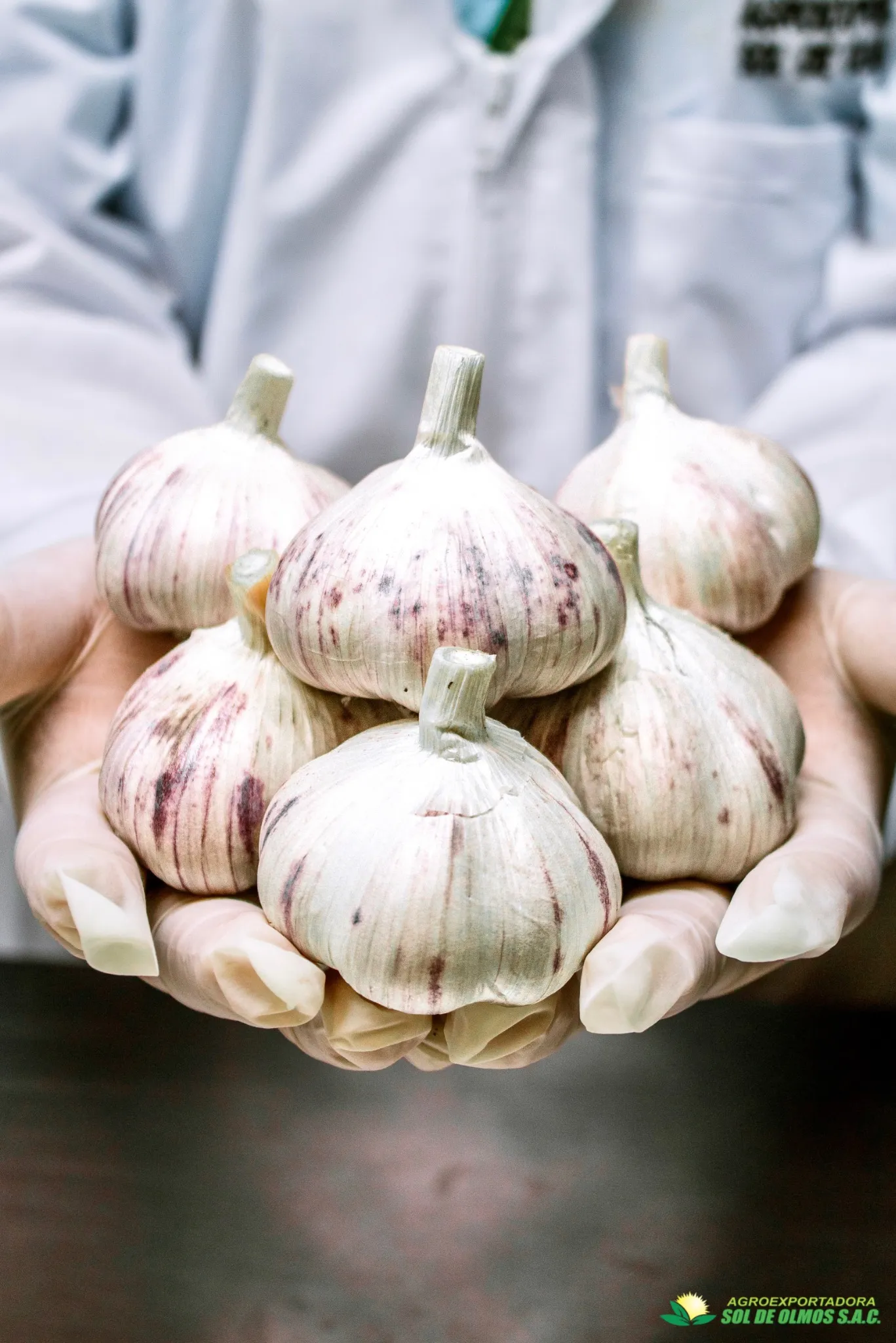 Garlic prepared for export