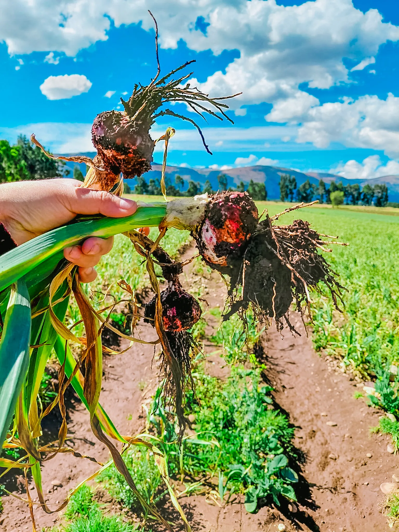 Garlic harvest in Peru