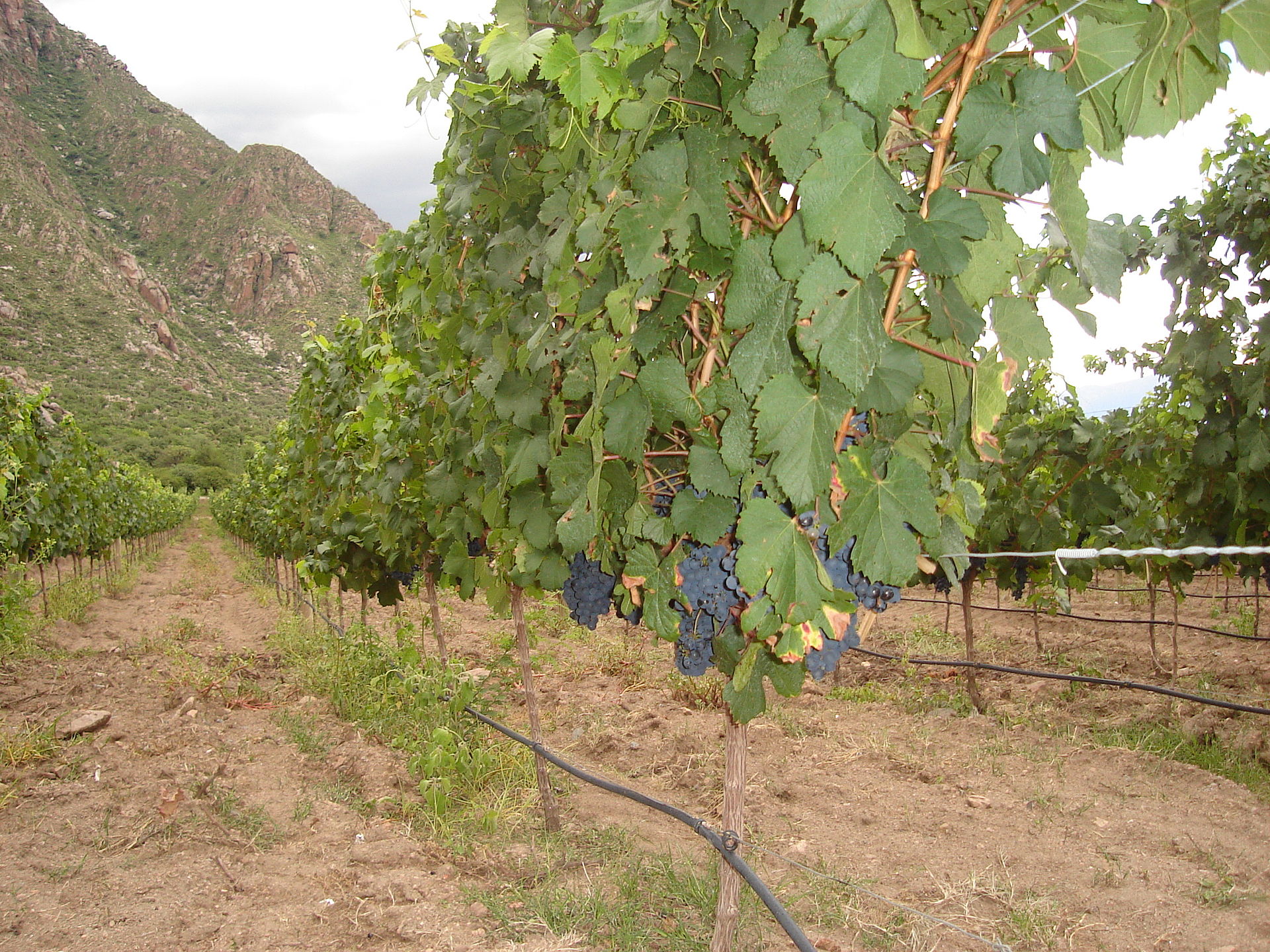 Malbec grapes growing in an Argentine vineyard